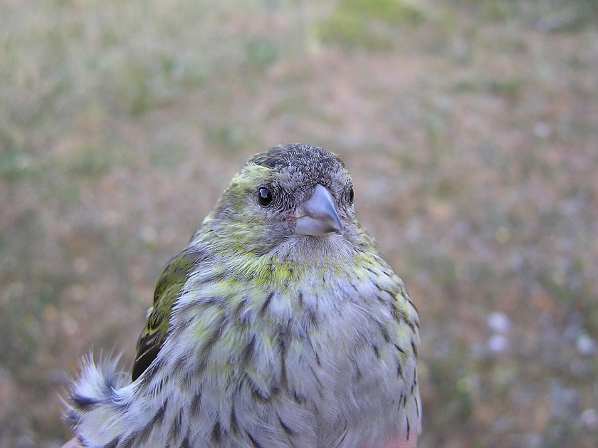 Eurasian Siskin, Sundre 20080607